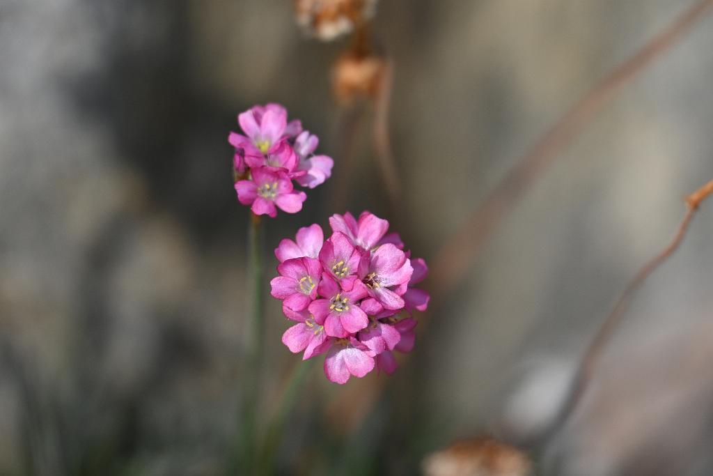 2025-06138939 Tower Hill Botanic Garden, MA.JPG - Red-leaved Sea Thrift (Armeria maritima 'Rubrifolia'). New England Botanic Garden at Tower Hill, MA, 6-13-2025